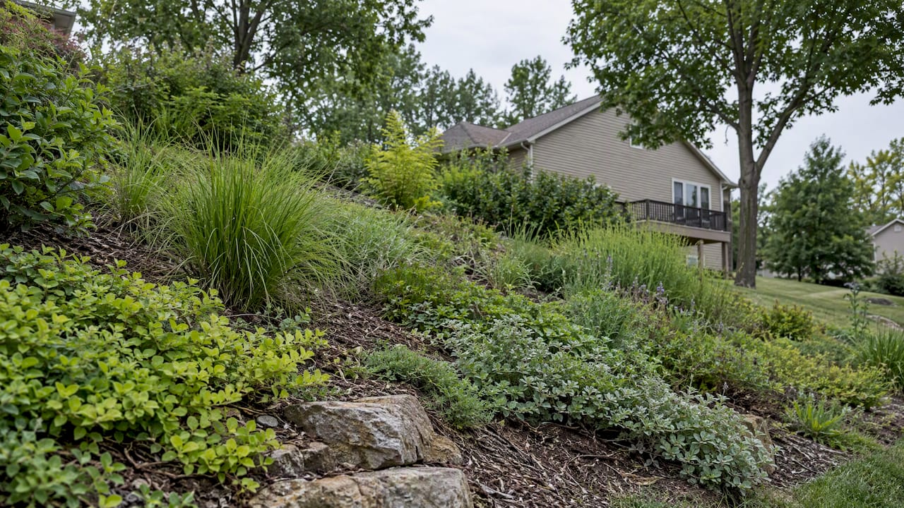 Slope Erosion Control for Homeowners: Plants First, Drainage Now